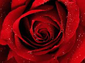 A red rose for you 1